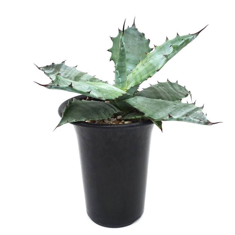 Agave colorata/アガベ・コロラータ覆輪斑(No.80) | LEO. Agave colorata/アガベ・コロラータ覆輪斑(No.80) | LEO.