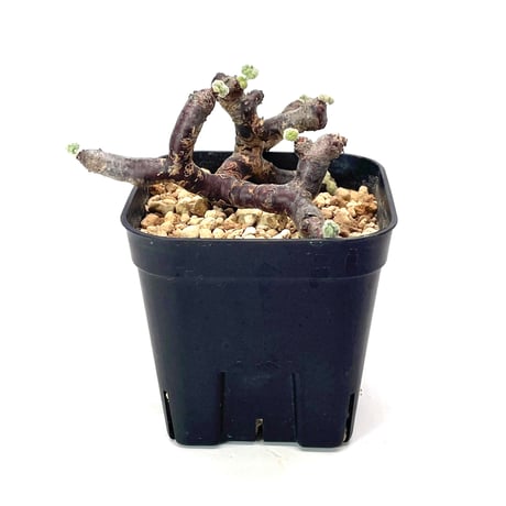 ペラルゴニウム ミラビレ 現地球 植物×鉢】ペラルゴニウム ミラビレ 現地球 大株 発根済み