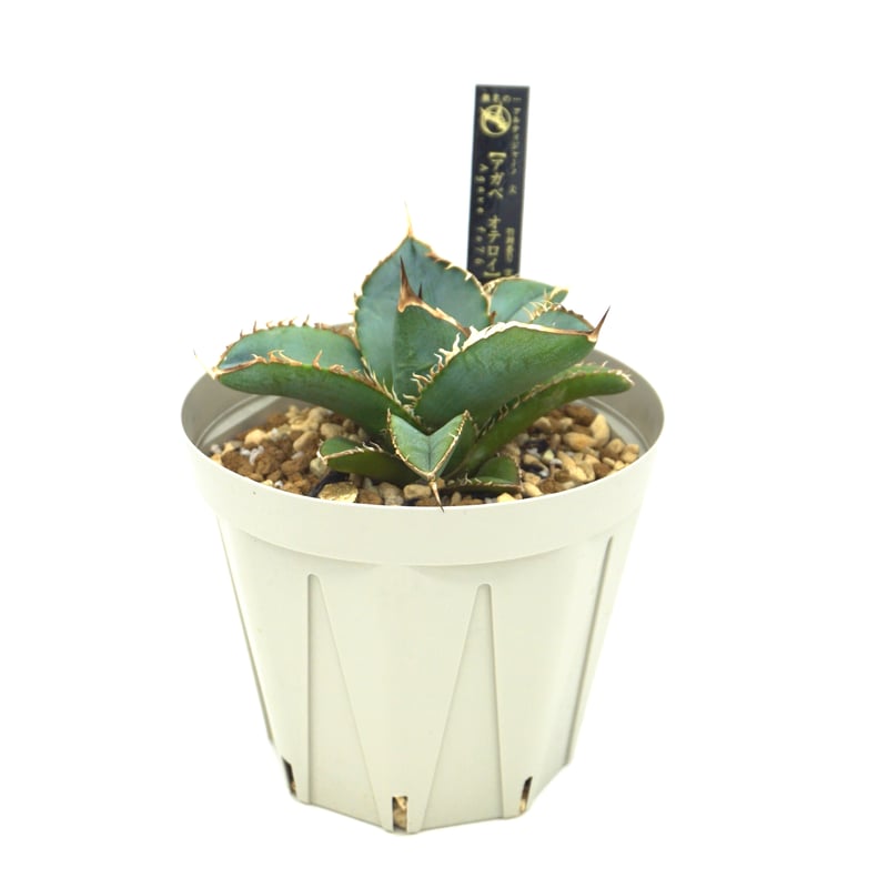 oaxaca oteroi special オアハカ オテロイスペシャル アガベ オテロイ