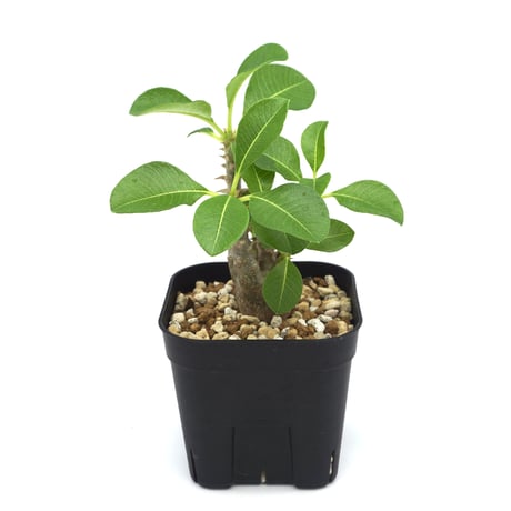 Pachypodium baroni var. windsorii / パキポディウム ウィンゾリー(No.171)