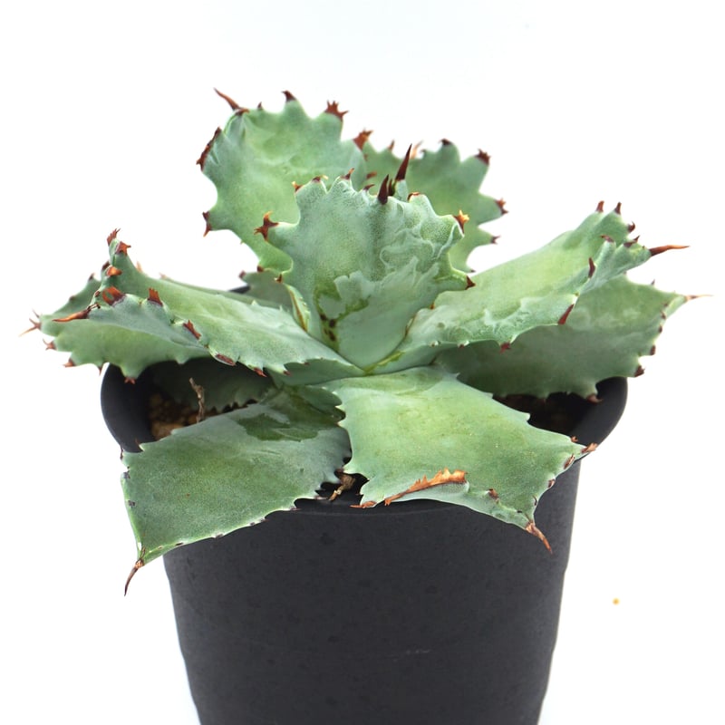 アガベハイブリッドイシスメンシス×デスメティアナ黄縞斑活着株鉢ごと発送