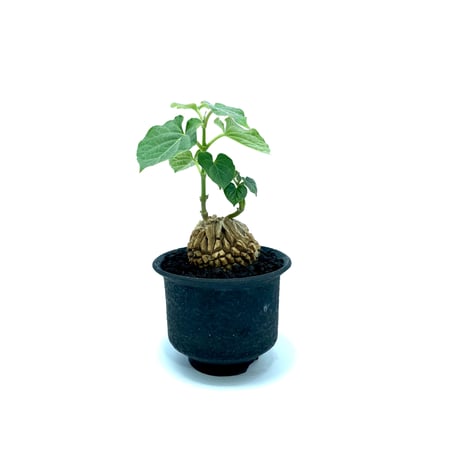 マテレアシクロフィラ マテレアシクロフィラ 亀甲竜 (Matelea cyclophylla) – GreenYa