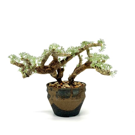 ムルチフィズム | STORES