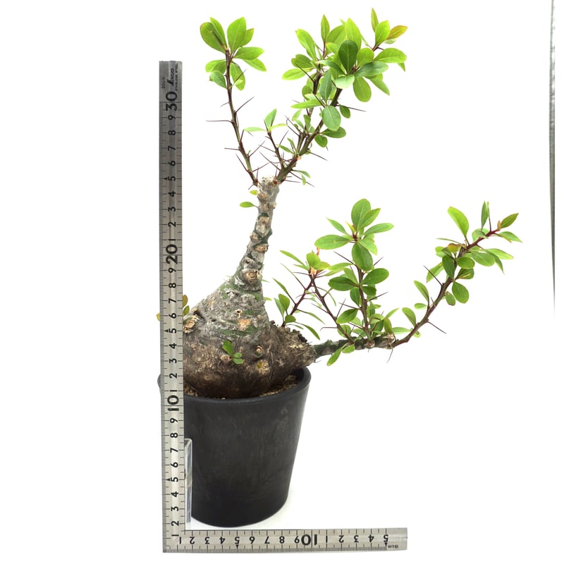 Fouquieria fasciculata /フォークイエリア ファシクラータ Fouquieria fasciculata /フォークイエリア ファシクラータ