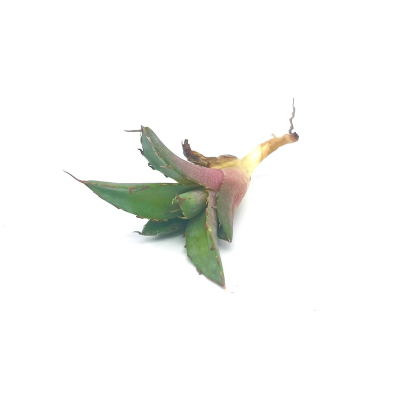 Agave titanota Hades 子株/アガベ チタノタ ハデス 子株(No Agave titanota Hades 子株/アガベ チタノタ ハデス 子株(No