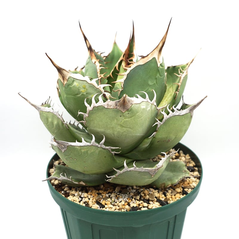 Agave oteroi noname /アガベオテロイノーネーム（A013） | LEO 