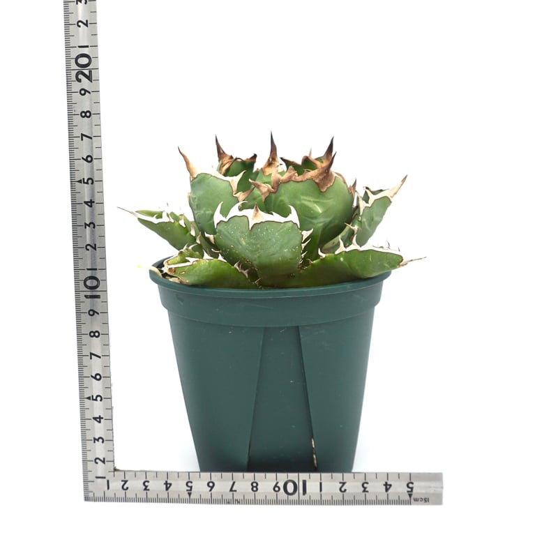 Agave titanota dwarf / アガベ チタノタ ミニマルドワーフ(No Agave titanota dwarf / アガベ チタノタ ミニマルドワーフ(No