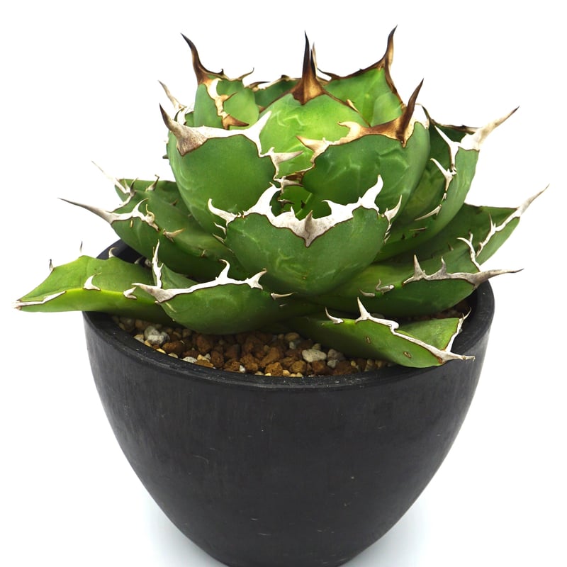 30cm超】Agave titanota FO-76 アガベ チタノタ