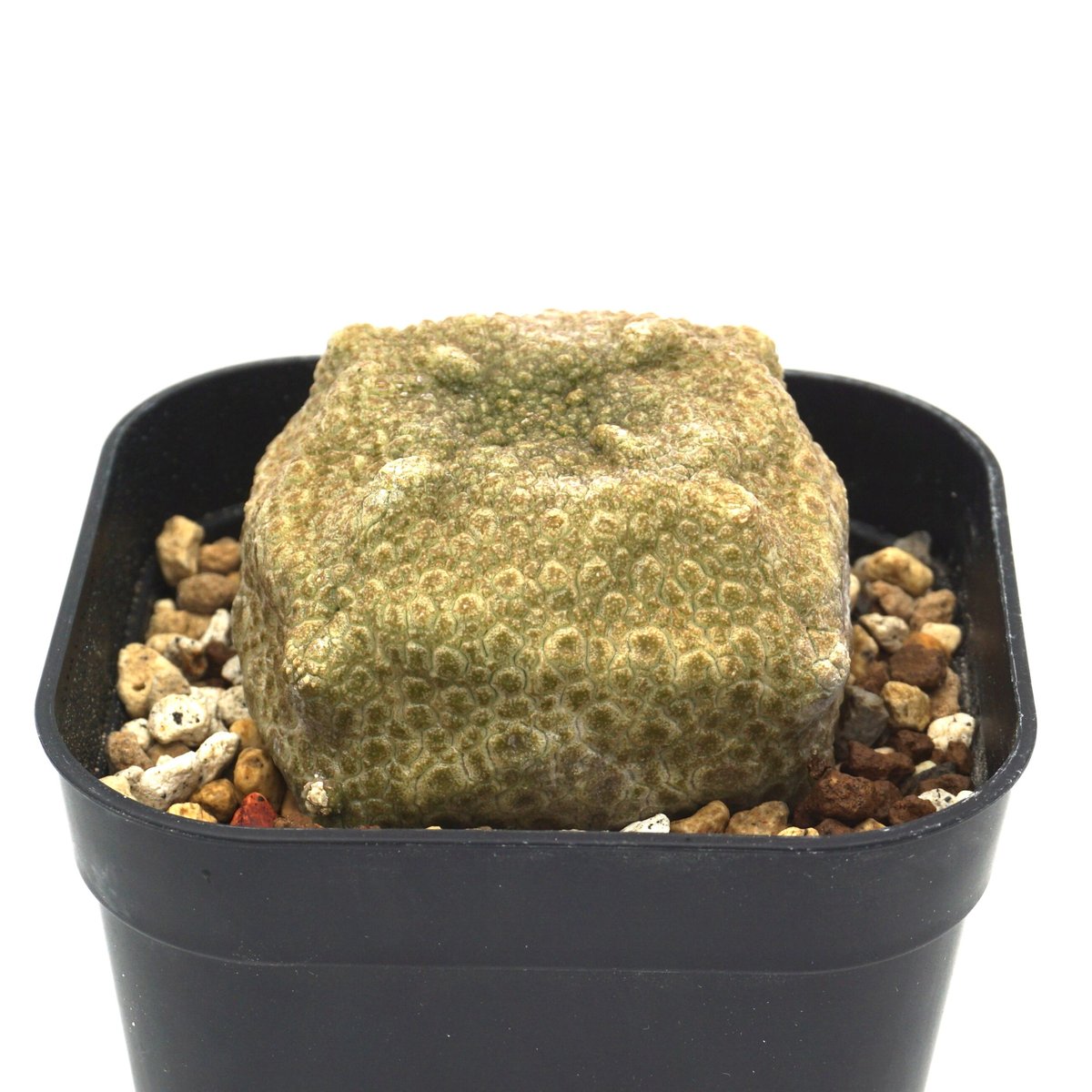 Pseudlithos cubiformis / プセウドリトス クビフォルミス(No Pseudlithos cubiformis / プセウドリトス クビフォルミス(No