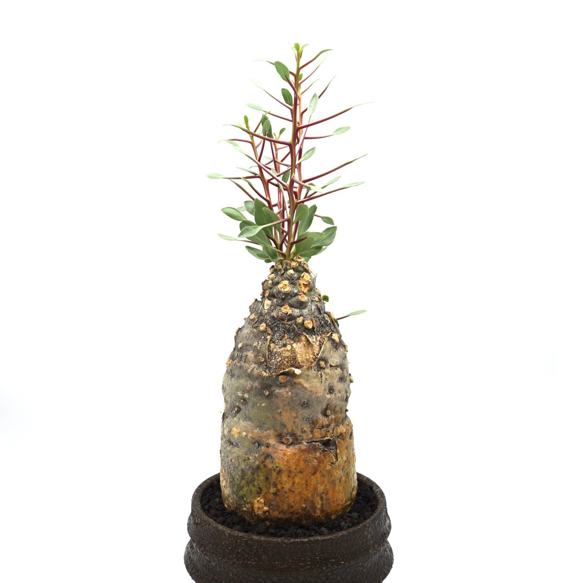 Fouquieria columnaris/フォークイエリア コルムナリス 観峰玉