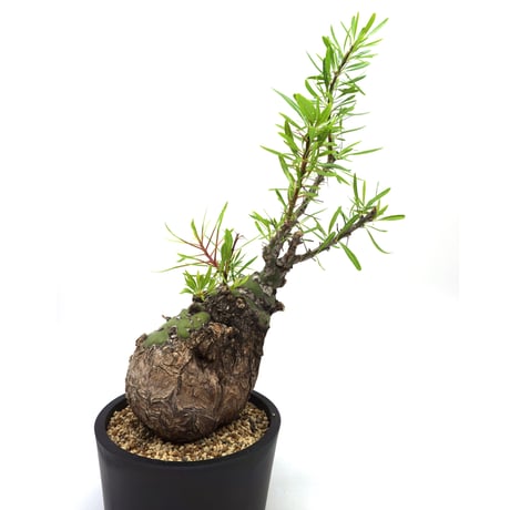 fouquieriapurpusii | STORES fouquieriapurpusii | STORES