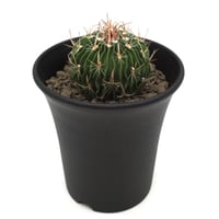 Echinofossulocactus erectocentrus/エキノフォスロカクタス エレクトセントルス（C054）