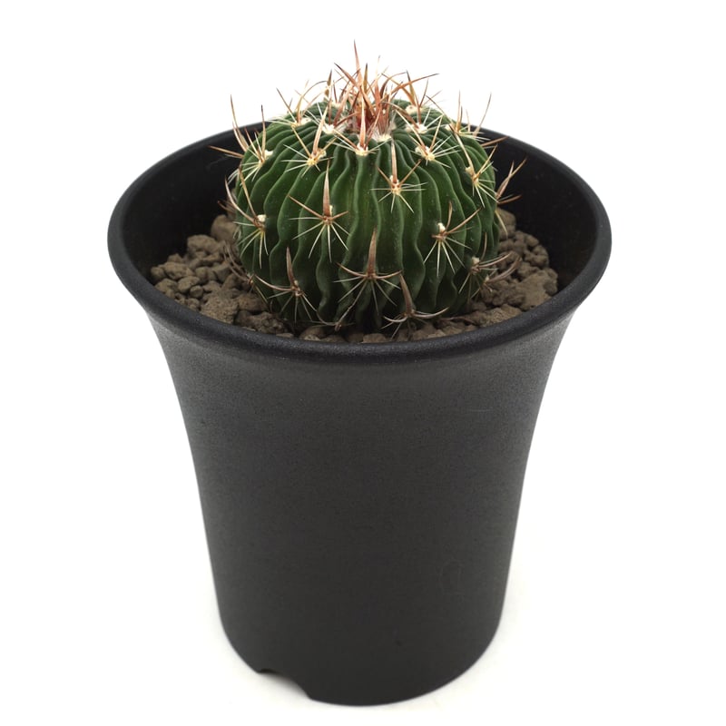 Echinofossulocactus erectocentrus/エキノフォスロカクタス エ