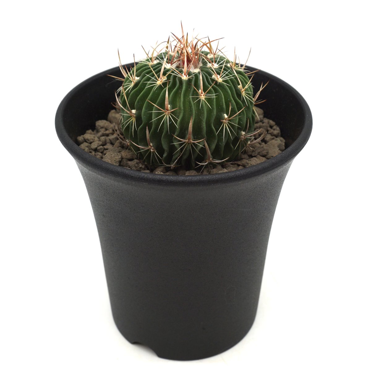 Echinofossulocactus erectocentrus/エキノフォスロカクタス エ