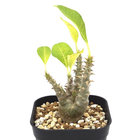 Pachypodium baroni var. windsorii / パキポディウム ウィンゾリー(No.171)