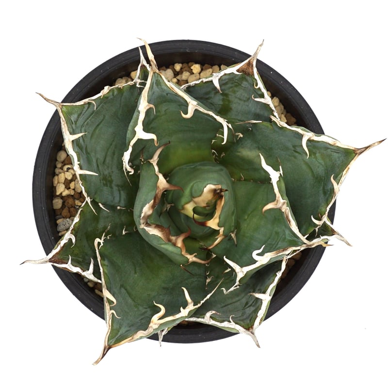 Agave titanota White whale/白鯨/アガベチタノタ(No.53) | Agave titanota White whale/白鯨/アガベチタノタ(No.53) |