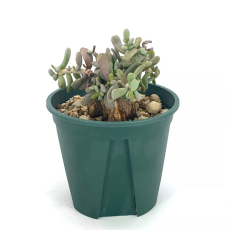 cerariapygmaea | STORES