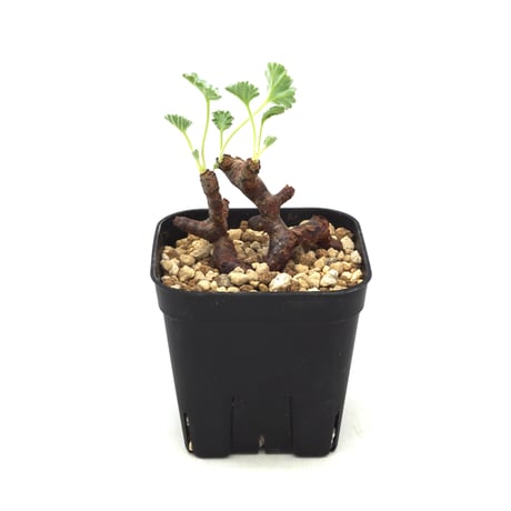 ペラルゴニウム ミラビレ 発根済み 差し枝