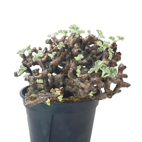 《期間限定販売❗️》『ペラルゴニウム　ミラビレ③』現地球　発根済み極美大株 ペラルゴニウムミラビレ | STORES