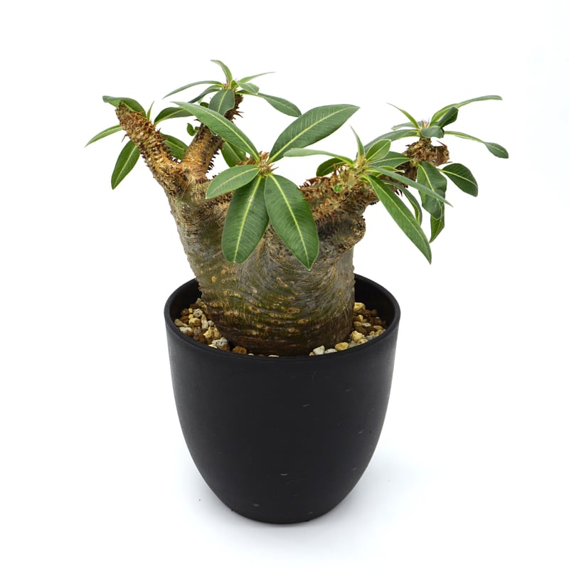 Pachypodium makayense/パキポディウム マカイエンセ（No.70） | LEO