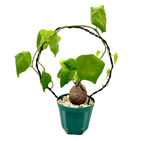 ステファニアスベローサ | STORES