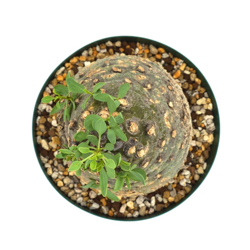 Fouquieria columnaris/フォークイエリア コルムナリス 観峰玉 Fouquieria columnaris/フォークイエリア コルムナリス 観峰玉