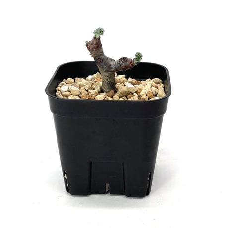 サマーセール！ バランス最高 現地株 ペラルゴニウム ミラビレ 2株植