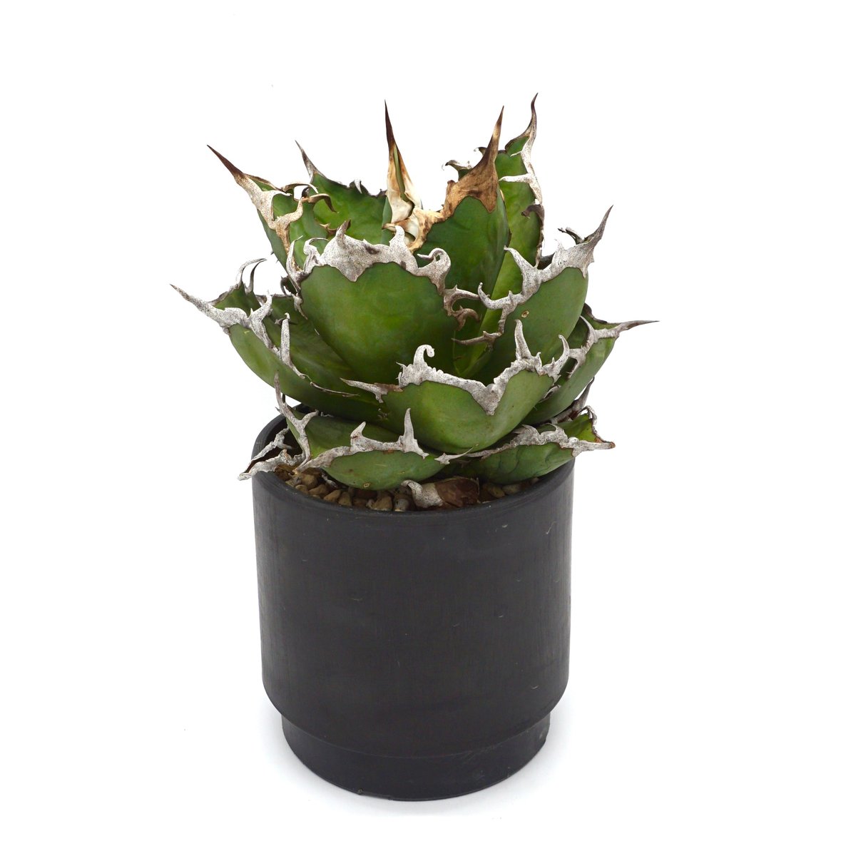 台湾　lize産　シーザー　凱撤 台湾 Lize産 アガベ ボール型シーザー 凱撤 CAESAR