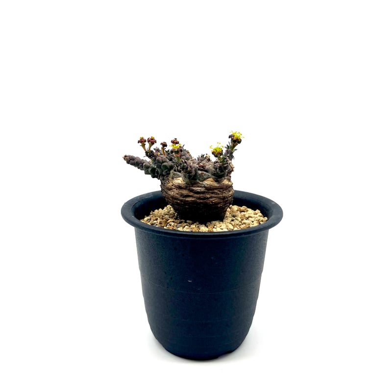 1.ユーフォルビア ガトベルゲンシス isla del pescado - Euphorbia gatbergensis-鷲卵丸