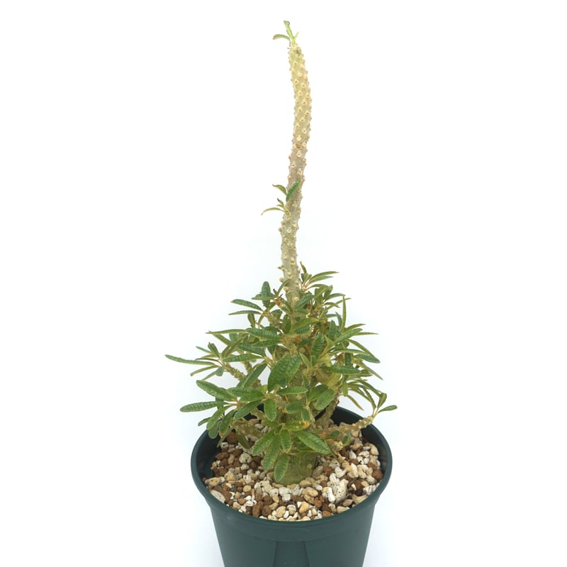 Dorstenia gigas f. bullata/ドルステニア ギガス ブラータ【発 Dorstenia gigas f. bullata/ドルステニア ギガス ブラータ【発