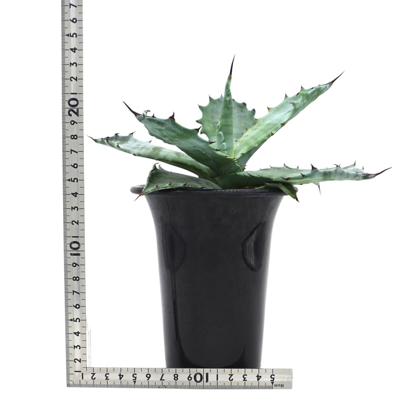 アガベ　コロラータ　白覆輪　子株付き アガベ コロラータ 白覆輪 子株付き アガベ コロラータ 白覆輪 子株