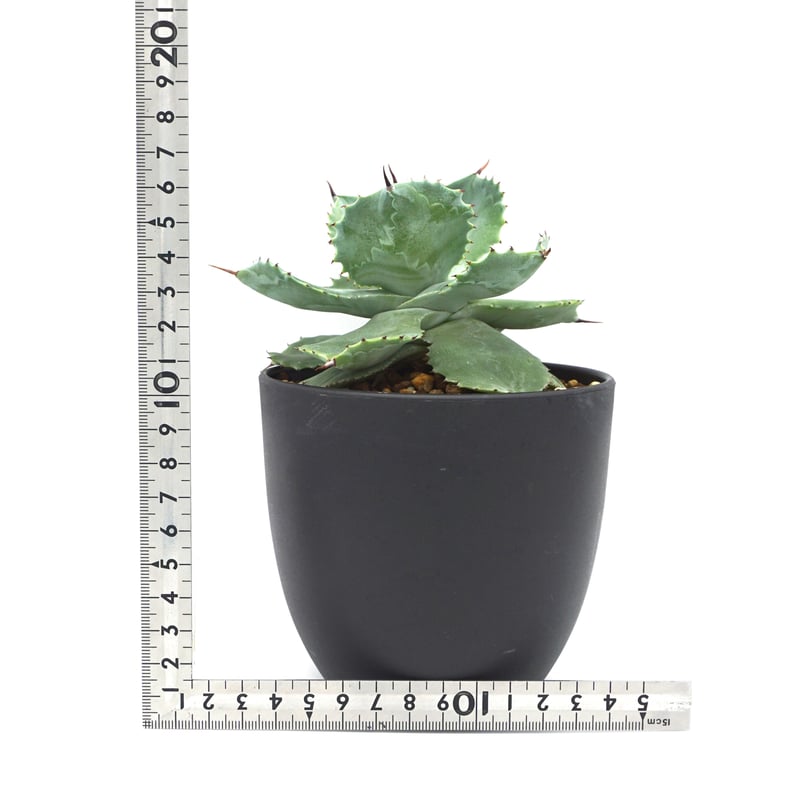 Agave potatorum/アガベ 雷神(No.36) | LEO. Agave potatorum/アガベ 雷神(No.36) | LEO.
