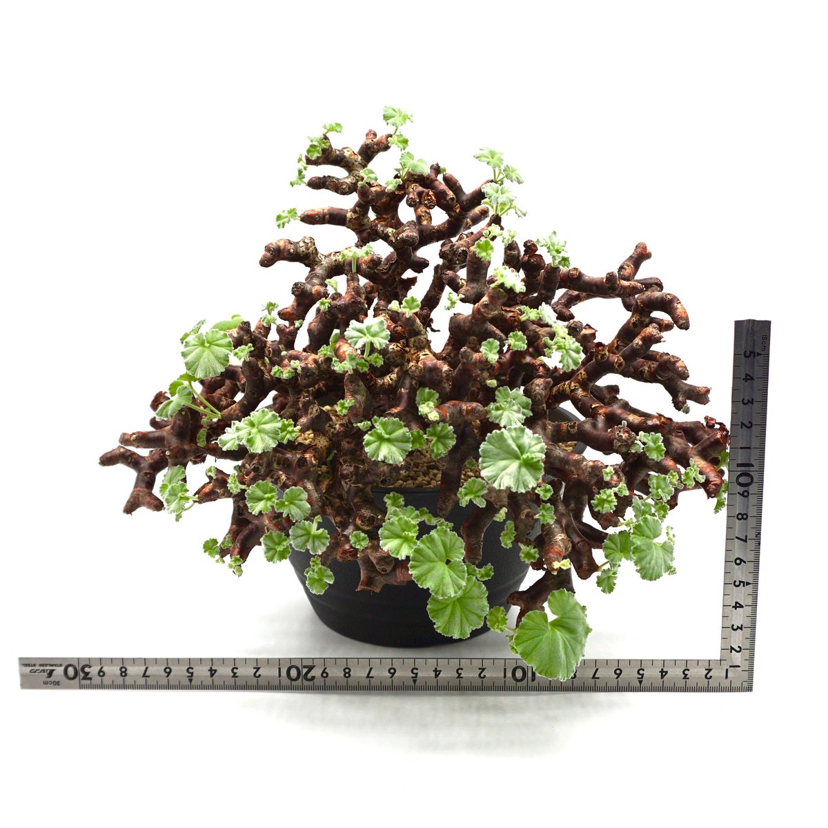 △美株 Pelargonium mirabile ペラルゴリウムミラビレ △美株 Pelargonium mirabile ペラルゴリウムミラビレ