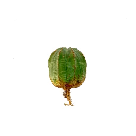 caudex | STORES