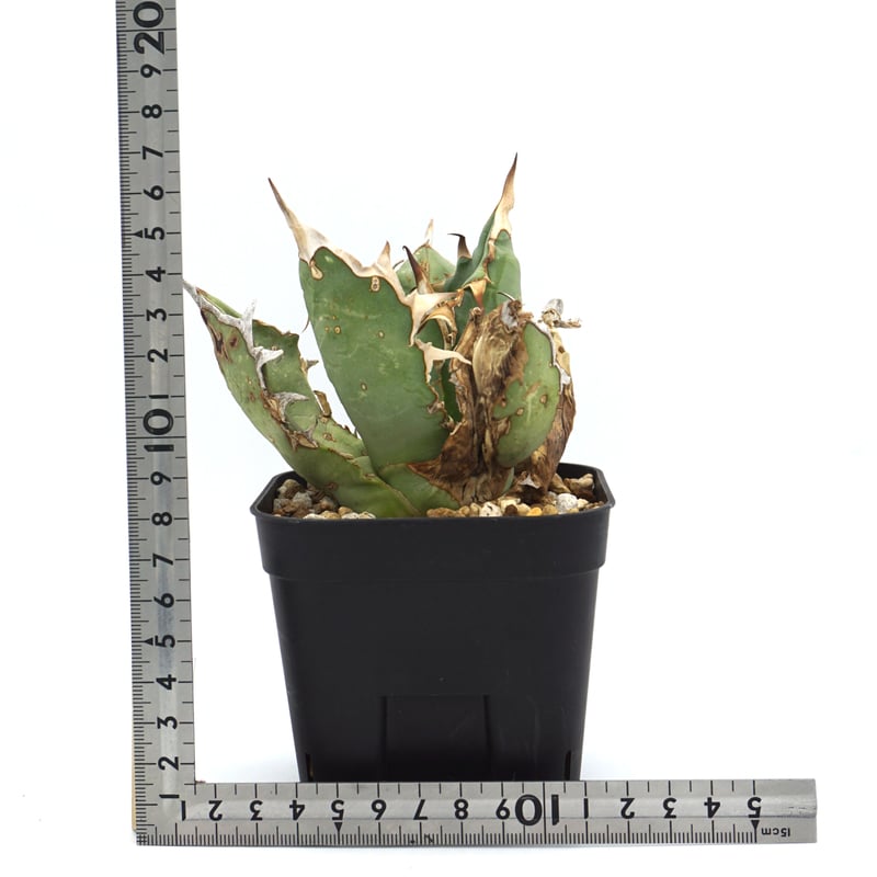 アガベ　チタノタ　オテロイ　実生　agave titanota oteroi アガベ・チタノータと新種アガベ・オテロイ（oteroi）について – ゆるぷ