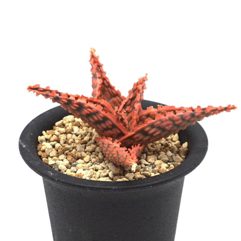 ワ*ス様 アロエハイブリッド アロエ ハイブリッド aloe hybrid S1465子株 Aloe hybrid