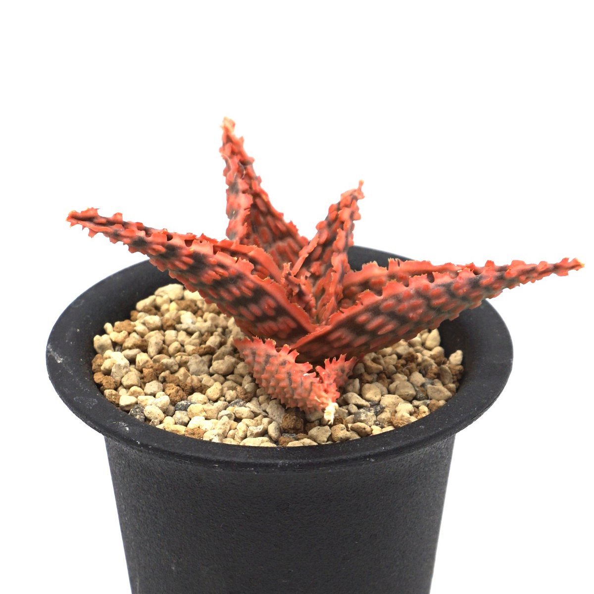 アロエハイブリッド　TCT タイガークロウ 特上アロエ ハイブリッド Aloe hybrid 親株 第四種 アロエ