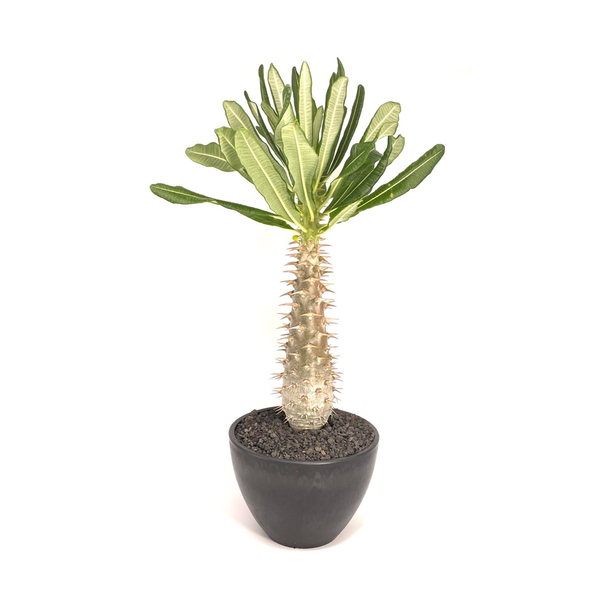 パキポディウム アンボンゲンセ (S859) | LEO.