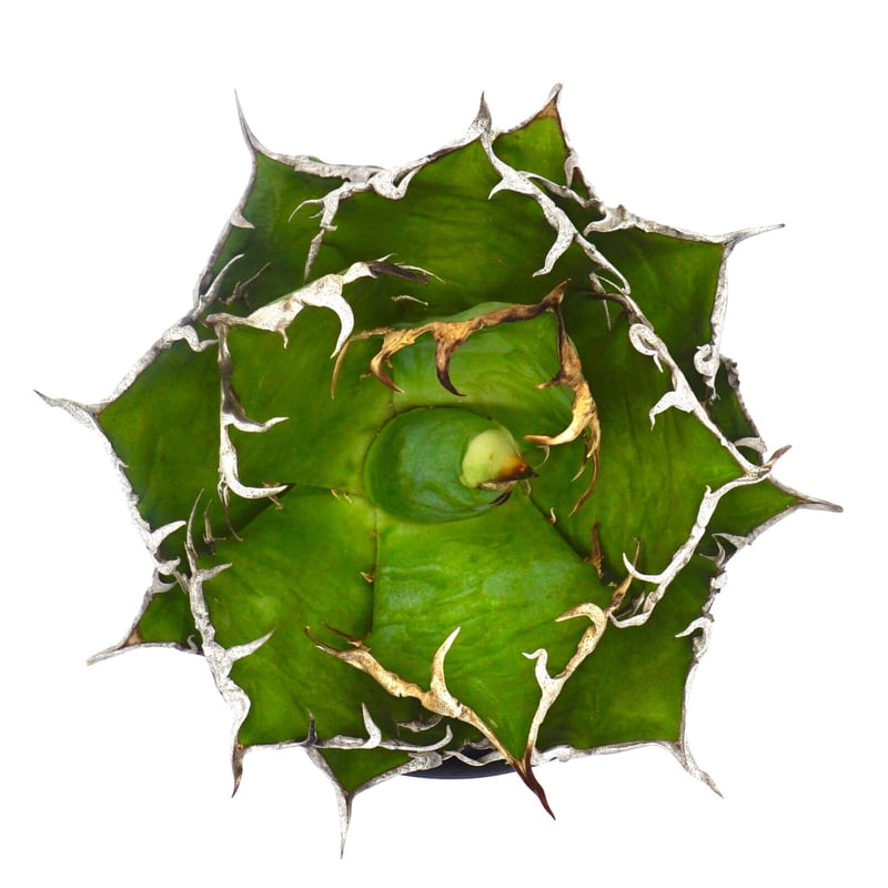 Agave titanota Caesar/凱撒/シーザー(No.350) | LEO. Agave titanota Caesar/凱撒/シーザー(No.350) | LEO.