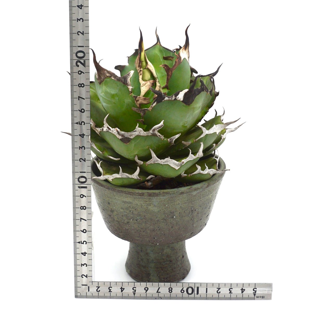 Agave titanota Hades 129