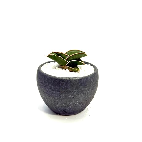 サンスベリアロリダ | STORES