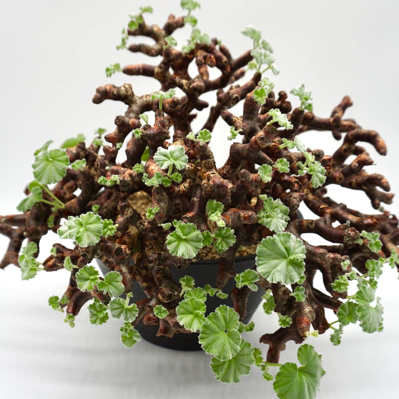 ペラルゴニウム ミラビレ 現地球 ペラルゴニウム ミラビレ 現地球大株