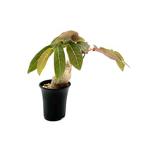 ユーフォルビア ガトベルゲンシス (S607) | LEO.