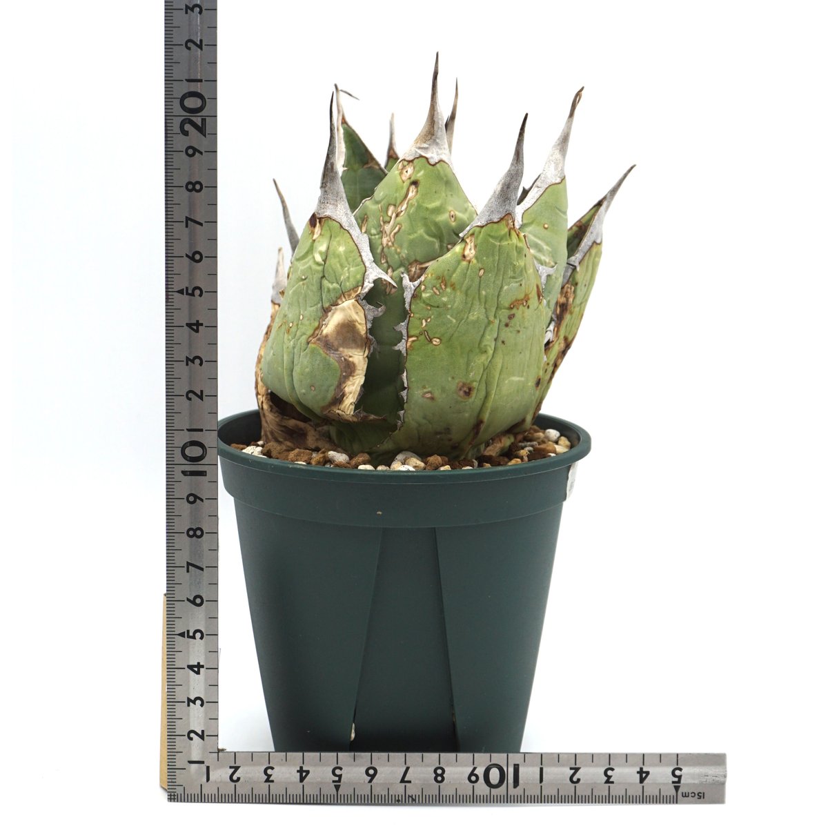 アガベ チタノタ オアハカ Agave titanota Oaxaca 12 - kailashparbat.ca