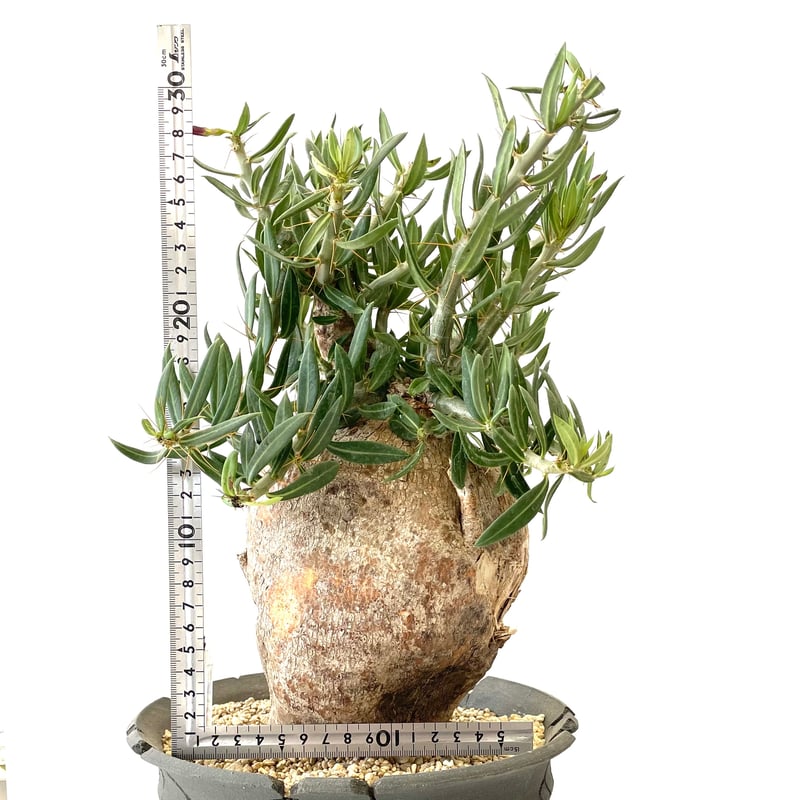 パキポディウム・ビスピノーサム Pachypodium bispinosum パキポディウム・ビスピノーサム Pachypodium bispinosum