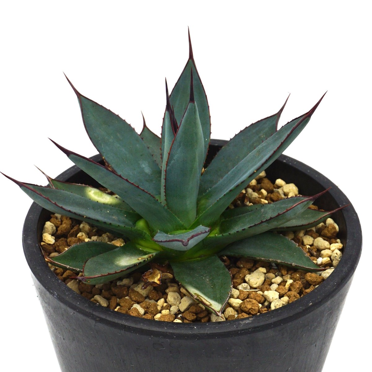 Agave Blue Ember/アガベ ブルーエンバー(No.98) | LEO. Agave Blue Ember/アガベ ブルーエンバー(No.98) | LEO.