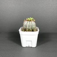 ユーフォルビア☆ガドベルゲンシス 多肉植物）一点物 ユーフォルビア ガトベルゲンシス 3．5号