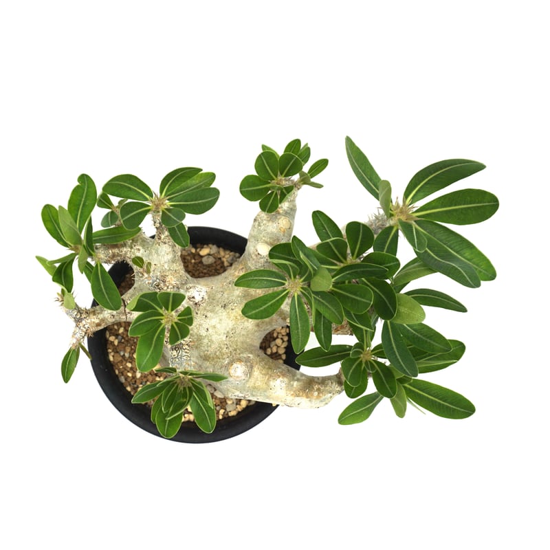 Pachypodium densiflorum var. brevicalyx/パキポディウム