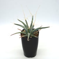 Leuchtenbergia principis/レウクテンベルギア プリンシピス 晃山（C039）