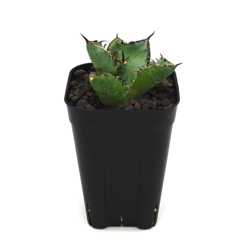 Agave titanota Black Rhino/アガベ チタノタ 黒犀牛 メリクロン Agave titanota Black Rhino/アガベ チタノタ 黒犀牛 メリクロン